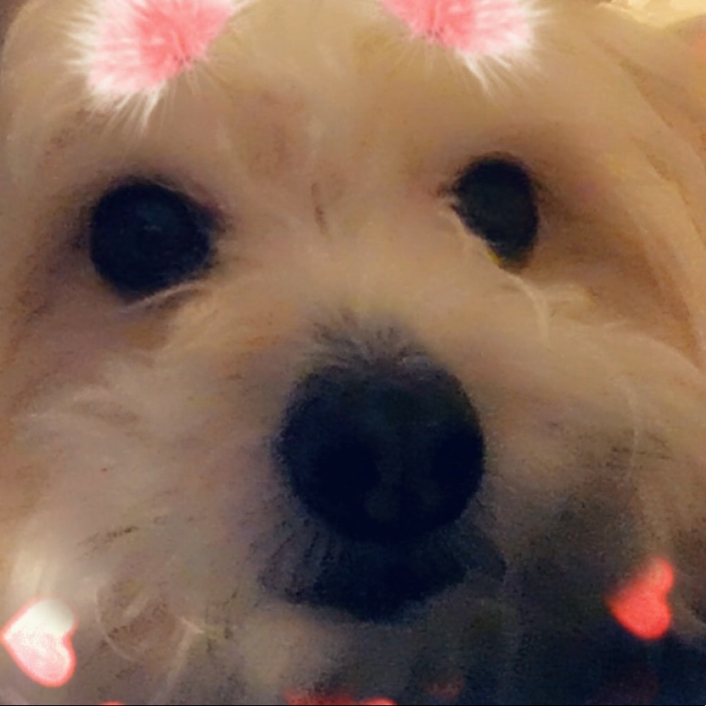 Meet your Posher, Carol